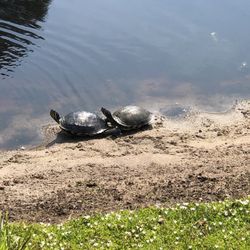 Tupelo Bay Golf - Turtles in the pond...er, ah, right