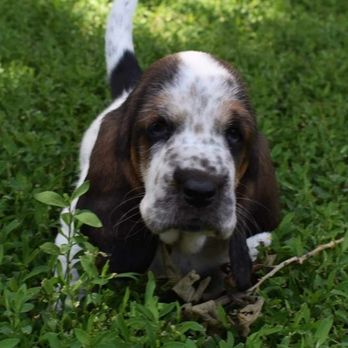 Emma Lou's Baby Bassets - Pet Breeders Near Me Emma Lou's Baby Bassets - Pet Breeders Near Me