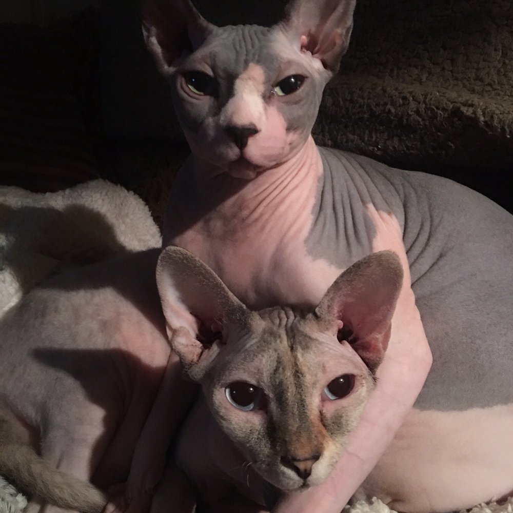 Barenuddles Sphynx - Pet Breeders Near Me - San Marcos, California