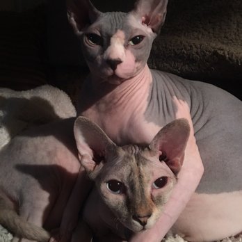 Barenuddles Sphynx - Pet Breeders Near Me - San Marcos, California Barenuddles Sphynx - Pet Breeders Near Me - San Marcos, California