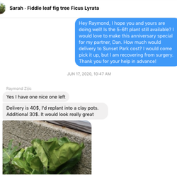 The Plant House - First interaction, where I ordered the 5-6ft tree.