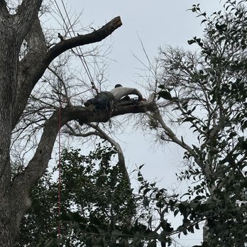 Sunset Tree Services - Overgrown or heavy limbs can be damaging your house or your neighbors,take actions before accidents occur. - Tree Services Near Me Sunset Tree Services - Overgrown or heavy limbs can be damaging your house or your neighbors,take actions before accidents occur. - Tree Services Near Me