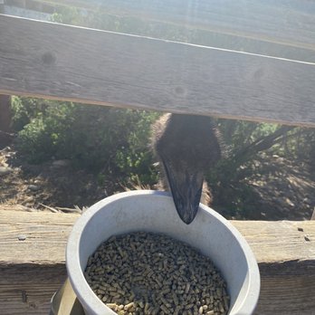 Ostrichland USA - Attraction Farms Near Me - Solvang, California Ostrichland USA - Attraction Farms Near Me - Solvang, California