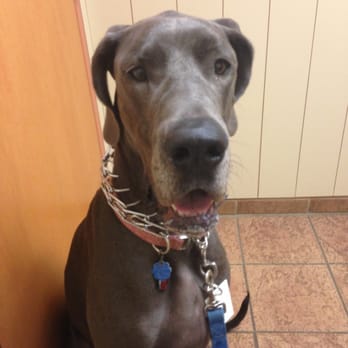Nolapets - Dolly. - Pet Sitting Near Me