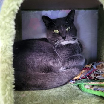 Bajah's Cat Cafe - Cafes Near Me - Tiverton, Rhode Island
