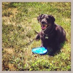 pups n pals pet care - Loves his frisbee