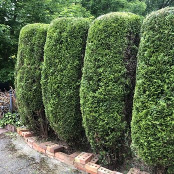 Lyons Lawn Care - Complete Trimming of Hedges - Lawn Services Near Me - Stevenson, Washington Lyons Lawn Care - Complete Trimming of Hedges - Lawn Services Near Me - Stevenson, Washington