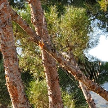 San Vicente Resort - Hate spiders but cool web - Golf Near Me - Ramona, California
