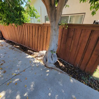 J Rodriguez Tree Care Maintenance - Before - Tree Services Near Me J Rodriguez Tree Care Maintenance - Before - Tree Services Near Me