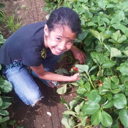 Strawberry Picking!