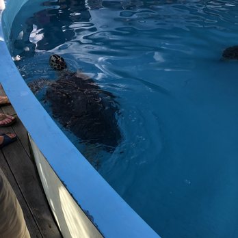 The Turtle Hospital - Veterinarians Near Me - Marathon, Florida The Turtle Hospital - Veterinarians Near Me - Marathon, Florida