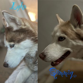 Heidy Dog Walking Services - Dog Walkers Near Me