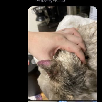 Westchester Puppies & Kittens - How my cats ears got after she was exposed to the sick kitty they sold me - Pet Stores Near Me - Hartsdale, New York Westchester Puppies & Kittens - How my cats ears got after she was exposed to the sick kitty they sold me - Pet Stores Near Me - Hartsdale, New York