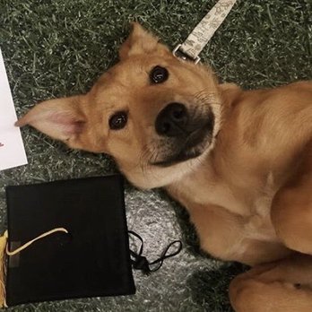 Jump Start Dog Training - Pet Training Near Me