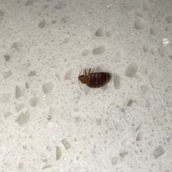 Quality Inn & Suites Keokuk North - Bed Bug