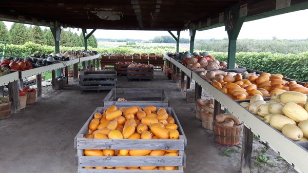 Vignoble Les Vents d'Ange by null