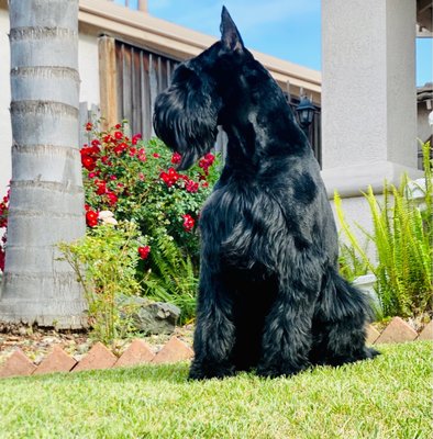 Noni's Pet Boutique & Grooming by null