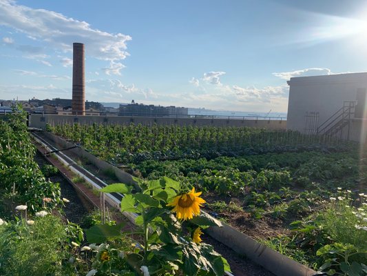 Brooklyn Grange @ Sunset Park by null