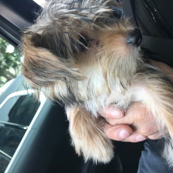 Petco - Example of none of face hair was cut at all, even after I had asked to. - Pet Stores Near Me - San Francisco, California Petco - Example of none of face hair was cut at all, even after I had asked to. - Pet Stores Near Me - San Francisco, California