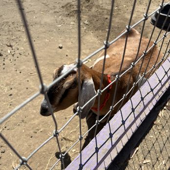 Animal Assisted Happiness - Community Service/Non-Profit Near Me - Sunnyvale, California Animal Assisted Happiness - Community Service/Non-Profit Near Me - Sunnyvale, California