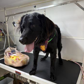 Doorstep Groomers - Pet Groomers Near Me - Miami, Florida Doorstep Groomers - Pet Groomers Near Me - Miami, Florida