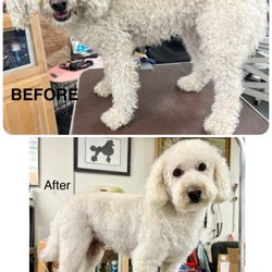 Shani's and Four Your Paws Only - Buddy before and after grooming