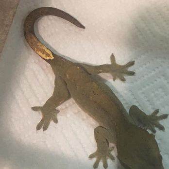 petco grooming pembroke