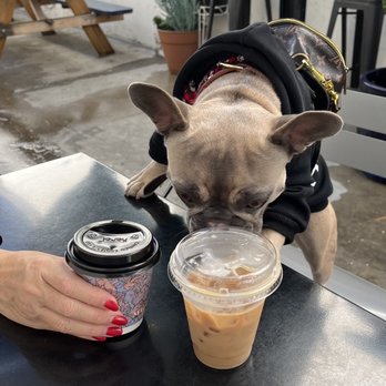 MoonGoat Coffee Roasters - Lady London carefully inspecting the coffees - Coffee Roasteries Near Me - Costa Mesa, California MoonGoat Coffee Roasters - Lady London carefully inspecting the coffees - Coffee Roasteries Near Me - Costa Mesa, California
