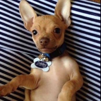 PetSmart - Pet Training Near Me - Las Vegas, Nevada PetSmart - Pet Training Near Me - Las Vegas, Nevada