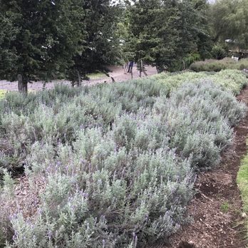 Ali'i Kula Lavender - Tours Near Me - Kula, Hawaii Ali'i Kula Lavender - Tours Near Me - Kula, Hawaii