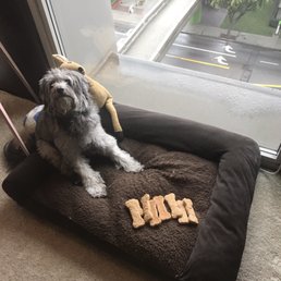 Wally and his favorite dog biscuits! Wally and his favorite dog biscuits!