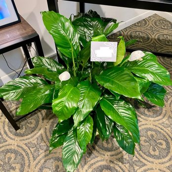 Blossoms On Main - Premium Peace Lily - Florists Near Me - Milford, Michigan Blossoms On Main - Premium Peace Lily - Florists Near Me - Milford, Michigan