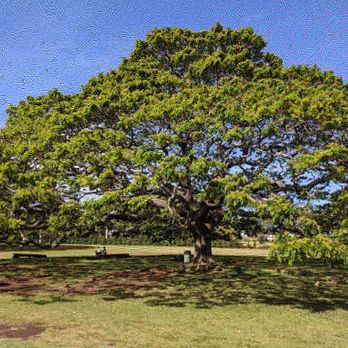 Moanalua Gardens - Parks Near Me - Honolulu, Hawaii Moanalua Gardens - Parks Near Me - Honolulu, Hawaii