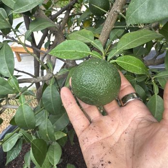 Menlo Growers - Yuzu lime fruit - Nurseries & Gardening Near Me - Gilroy, California