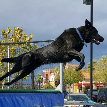 Splash Dogs - Folsom, CA - Splash Dogs Event - Folsom, CA - Pet Stores Near Me - Folsom, California