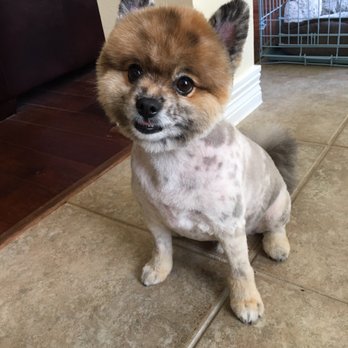 Heather's Mobile Pet Salon - Heathers $100 butchery of our Pomeranian - Pet Groomers Near Me - Tomball, Texas Heather's Mobile Pet Salon - Heathers $100 butchery of our Pomeranian - Pet Groomers Near Me - Tomball, Texas
