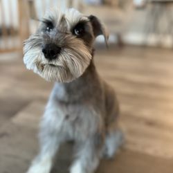 Ruff Haus Grooming