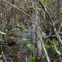 Photo of Big Cypress Swamp Tours