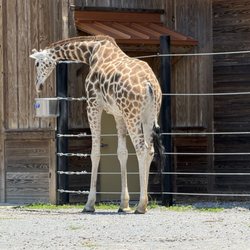 Hattiesburg Zoo - Giraffe