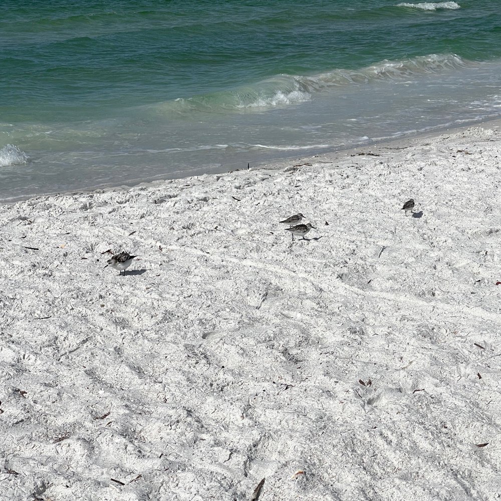Lido Beach - Beaches Near Me - Sarasota, Florida Lido Beach - Beaches Near Me - Sarasota, Florida