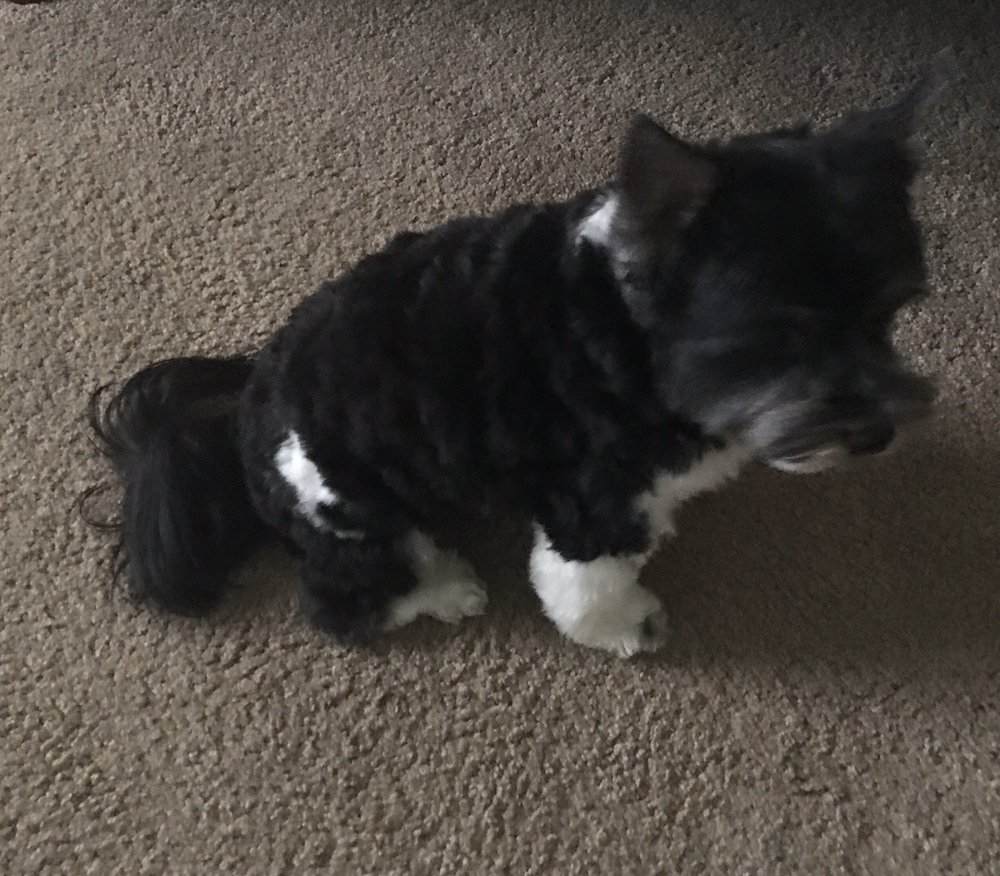 HOME SWEET HOME DOG GROOMING Updated September 2024 1 Newport Dr