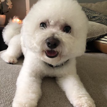 Shaggy Dog Grooming - Uneven and fairly pink between his eyes - Pet Sitting Near Me - Osseo, Minnesota Shaggy Dog Grooming - Uneven and fairly pink between his eyes - Pet Sitting Near Me - Osseo, Minnesota