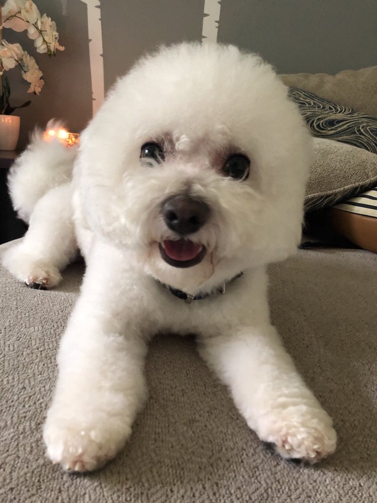 SHAGGY DOG GROOMING 12 Reviews 7488 E Fish Lake Rd, Osseo, MN Yelp