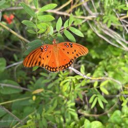 Attending a bird talk from Big Waters today. This is a Gulf fritillary butterfly.