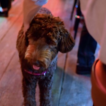 Luckydog - Bars Near Me - Brooklyn, New York