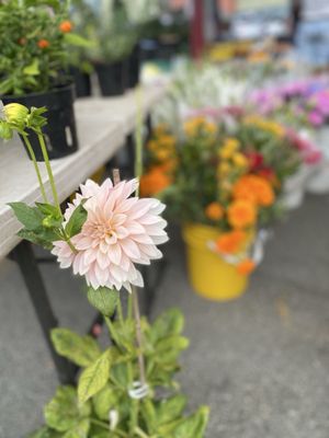 Alemany Farmer's Market by null