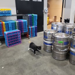 Brewery cat Brewery cat