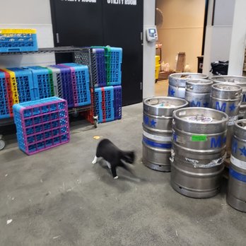 Five Boroughs Brewing Co - Brewery cat - Breweries Near Me - Brooklyn, New York Five Boroughs Brewing Co - Brewery cat - Breweries Near Me - Brooklyn, New York