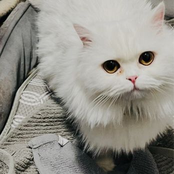 Suzy Persian Ragdoll kittens - Suzy's Sugar plum 9452780933 - Pet Services Near Me Suzy Persian Ragdoll kittens - Suzy's Sugar plum 9452780933 - Pet Services Near Me