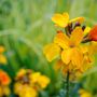Photo of Marin Garden Solutions
